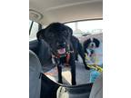 Adopt Troy a Black Standard Schnauzer / Jack Russell Terrier / Mixed dog in San