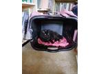 Adopt Priss a All Black Domestic Longhair / Mixed (long coat) cat in Rutland