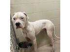 Adopt Rescue/reclaim Only 16891 a Dogo Argentino