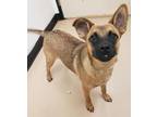 Adopt Tina a German Shepherd Dog, Mixed Breed