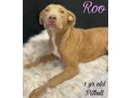Adopt Roo a Pit Bull Terrier