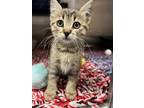 Adopt Dixie a Domestic Short Hair