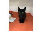 Adopt Beluga a Domestic Short Hair