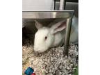 Adopt BALLERINA a Bunny Rabbit, New Zealand