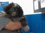 Adopt ILLY a Lhasa Apso, Mixed Breed