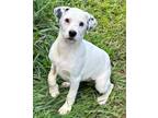 Adopt Wren a Australian Cattle Dog / Blue Heeler, Hound