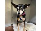 Adopt Olivia-Chino Hills Location a Miniature Pinscher