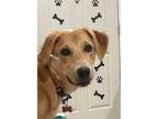 Adopt Chelsea a Labrador Retriever, Golden Retriever