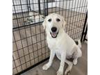 Adopt Jules a Great Pyrenees, Mixed Breed