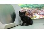 Adopt A526712 a Domestic Short Hair