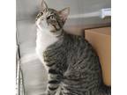 Adopt Lincoln a Domestic Short Hair