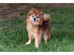 Adopt Eddie a Pomeranian