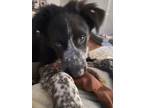 Adopt Jack a Border Collie, Mixed Breed