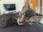 Adopt Wolfy a Domestic Short Hair