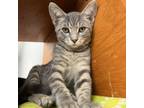 Adopt Lock a Domestic Short Hair