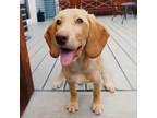 Adopt Jensen a Labrador Retriever, Beagle