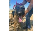 Adopt Canelo a German Shepherd Dog, Mixed Breed