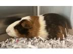 Adopt Sonic a Guinea Pig