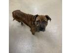 Adopt Elijah a American Staffordshire Terrier, Boxer