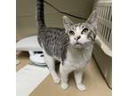 Adopt Pizza a Domestic Short Hair