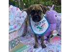 Adopt Chula a Pug