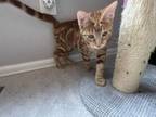 Adopt Rusty a Domestic Short Hair