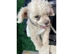 Adopt 53986426 a Miniature Poodle, Mixed Breed