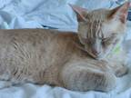 Adopt Leo a Orange or Red Tabby / Mixed (medium coat) cat in Columbia