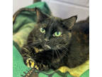 Adopt Cheeka a All Black Domestic Shorthair / Domestic Shorthair / Mixed cat in