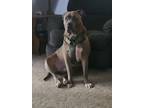 Adopt Rhody a Brindle Cane Corso / Bull Terrier / Mixed dog in Indianapolis