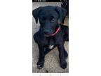 Adopt Stormie a Black Beagle / Labrador Retriever / Mixed dog in Portland
