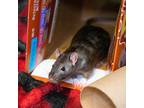 Adopt Morgan a Brown or Chocolate Rat / Rat / Mixed small animal in Hilliard