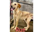 Adopt Rue a Tan/Yellow/Fawn Golden Retriever / Labrador Retriever / Mixed dog in