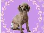 Fawn Poodle (Standard) Adult Female