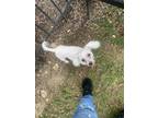 Adopt China a White Bichon Frise / Mixed dog in Grapevine, TX (38995583)