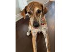 Adopt Amy a Brindle Labrador Retriever / Boxer / Mixed dog in Toronto