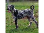 Adopt Dusty a Gray/Silver/Salt & Pepper - with Black Standard Poodle / Mixed dog