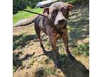 Adopt Maze a Brindle Labrador Retriever / Pit Bull Terrier / Mixed dog in