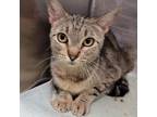 Adopt Skye a Domestic Short Hair