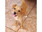 Adopt Sandy a Labrador Retriever