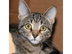 Adopt Adira a Domestic Short Hair