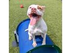 Adopt Liberty a American Staffordshire Terrier