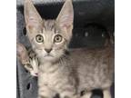 Adopt Metallica a Domestic Short Hair