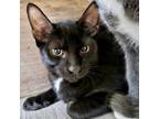 Adopt Rhum Rhum a Domestic Short Hair