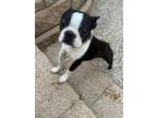 Adopt Joe - Pending a Boston Terrier