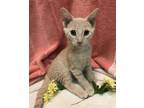 Adopt Bash a Domestic Short Hair