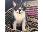 Adopt Hazel a Domestic Short Hair