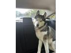 Adopt Storm a Husky