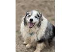 Adopt Smidgen a White - with Gray or Silver Australian Shepherd / Mixed dog in