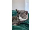 Adopt Ziggy a Gray or Blue (Mostly) American Shorthair / Mixed (short coat) cat
